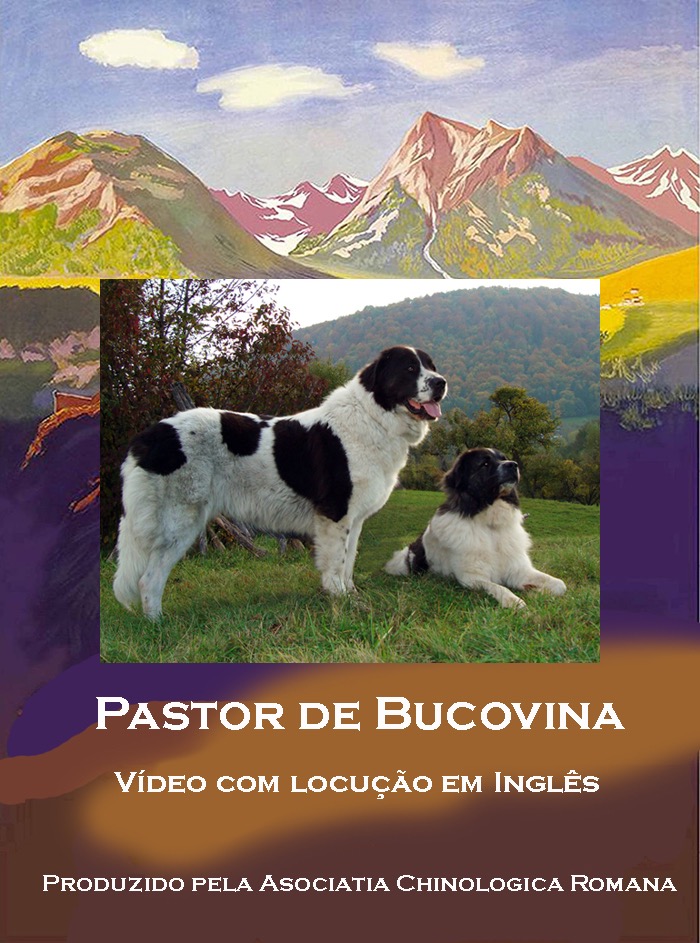 Artigo Cão Pastor de Bucovina (Câine Ciobanesc de Bucovina FCI #357) - 2020-04-22