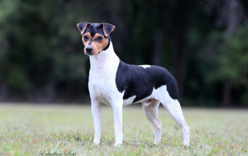 Imagem do Cão: YBOPE DO JARDIM IMBUI