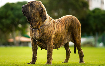 Imagem do Cão: ANITA FARUCK DO MARANGUAPE