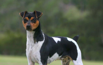 Imagem do Cão: MDV LORENA DO JARDIM IMBUI