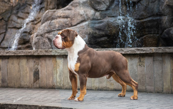 Imagem do Cão: BOB RA BULLDOGMANIA