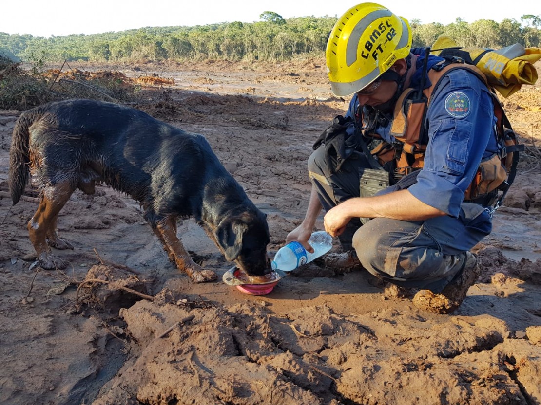 Artigo Em Santa Catarina, cães auxiliam corpo de Bombeiros em missões - 2019-04-02